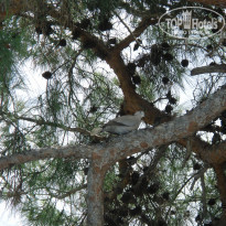 фото из отзыва ID 504530