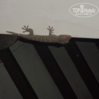 фото из отзыва ID 512875