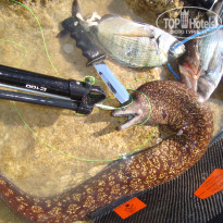 фото из отзыва ID 514445