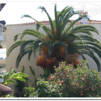 фото из отзыва ID 515530