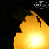 фото из отзыва ID 517311