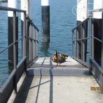 фото из отзыва ID 517085