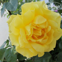 фото из отзыва ID 519611