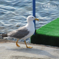 фото из отзыва ID 521722