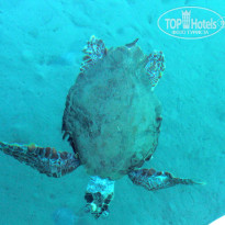 фото из отзыва ID 523511