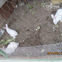 фото из отзыва ID 523551