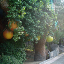 фото из отзыва ID 526520