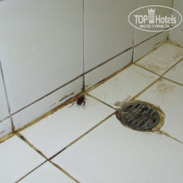 фото из отзыва ID 527496