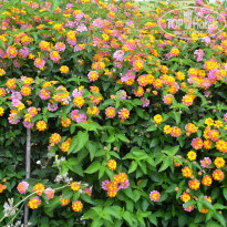 фото из отзыва ID 531213