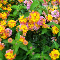 фото из отзыва ID 531213