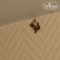 фото из отзыва ID 533772