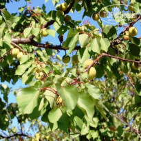 фото из отзыва ID 533416