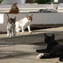 фото из отзыва ID 538963