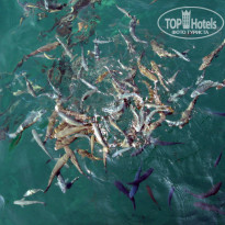 фото из отзыва ID 540112