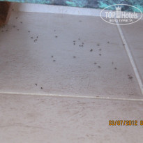 фото из отзыва ID 540275