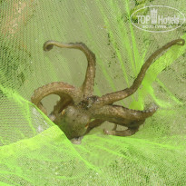 фото из отзыва ID 540839