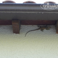 фото из отзыва ID 541116