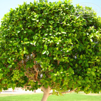 фото из отзыва ID 541379