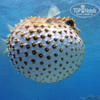 фото из отзыва ID 54340