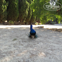 фото из отзыва ID 544701