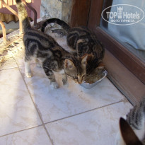 фото из отзыва ID 550410