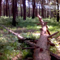 фото из отзыва ID 550756