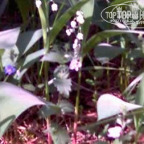 фото из отзыва ID 550756