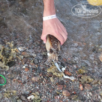 фото из отзыва ID 554085