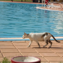 фото из отзыва ID 555873