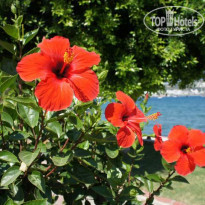 фото из отзыва ID 557206