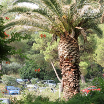 фото из отзыва ID 557582