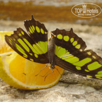 фото из отзыва ID 563007