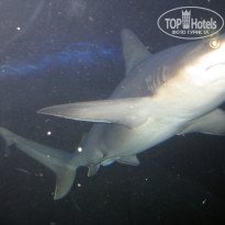 фото из отзыва ID 567476