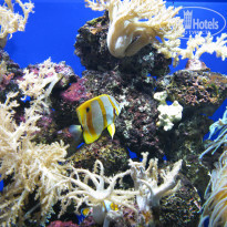 фото из отзыва ID 567476