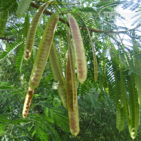 фото из отзыва ID 568368