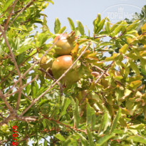 фото из отзыва ID 572213