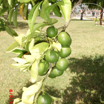 фото из отзыва ID 572213