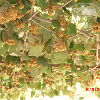 фото из отзыва ID 572213