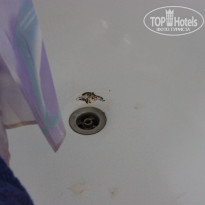 фото из отзыва ID 575354