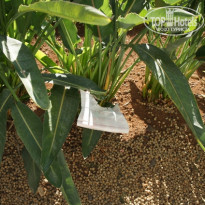 фото из отзыва ID 575900