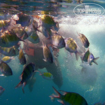 фото из отзыва ID 584955