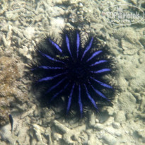 фото из отзыва ID 584955