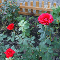 фото из отзыва ID 585918