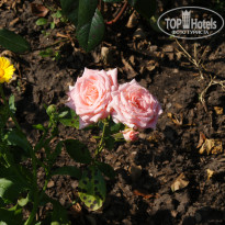 фото из отзыва ID 585918