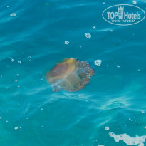 фото из отзыва ID 586026