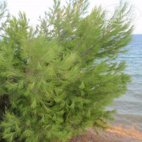 фото из отзыва ID 586277