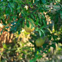 фото из отзыва ID 587544