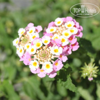 фото из отзыва ID 588891