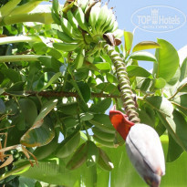 фото из отзыва ID 588891