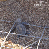 фото из отзыва ID 590795